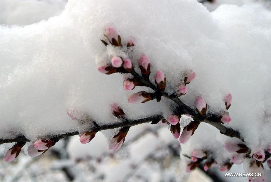 Thick snow covers flower buds in Beijing, capital of China, March 20, 2013. Beijing witnessed a snowfall with a depth reaching 10-17 centimeters overnight. The snowfall happened to hit the city on the Chinese traditional calendar date of Chunfen, which heralds the beginning of the spring season. Chunfen, which literally means Spring Equinox or Vernal Equinox, falls on the day when the sun is exactly at the celestial latitude of zero degrees. (Xinhua/Chen Shugen)
