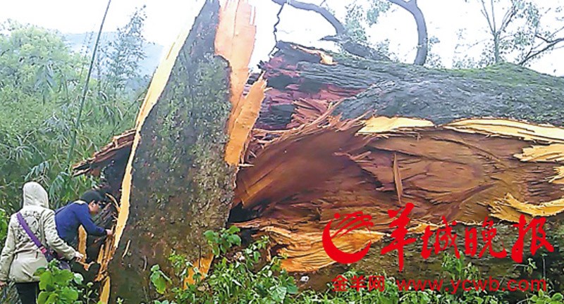 A thunderstorm and hail, along with gales and torrential rains, killed eight people in Dongguan City of south China's Guangdong province. The storm overturned cars and blew down trees and sheds and 136 others were injured according to local authorities on Wednesday. (Photo/Yangcheng Evening News)