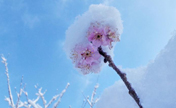 Snow-covered cherry blossoms