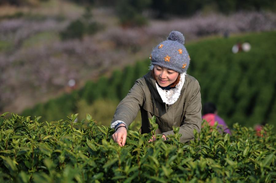 Farmers pick tea leaves at a plantation in Huzhou, east China's Zhejiang Province, March 21, 2013. Tea plantations in Huzhou have entered this year's harvest season of tea. (Xinhua/Huang Zongzhi) 