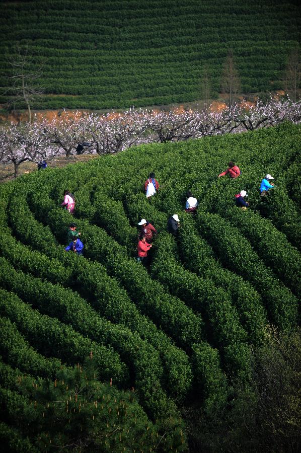 Farmers pick tea leaves at a plantation in Huzhou, east China's Zhejiang Province, March 21, 2013. Tea plantations in Huzhou have entered this year's harvest season of tea. (Xinhua/Huang Zongzhi) 