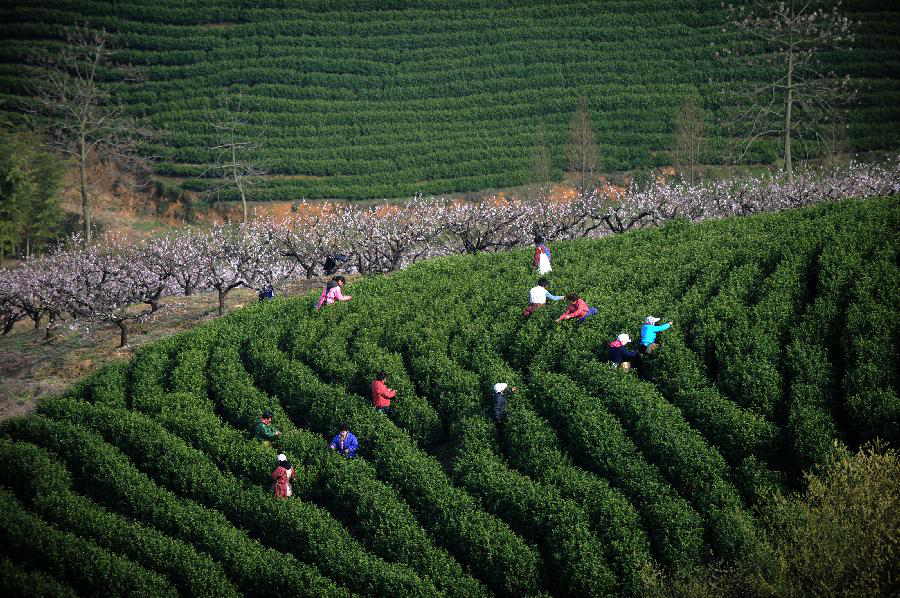 Farmers pick tea leaves at a plantation in Huzhou, east China's Zhejiang Province, March 21, 2013. Tea plantations in Huzhou have entered this year's harvest season of tea. (Xinhua/Huang Zongzhi) 