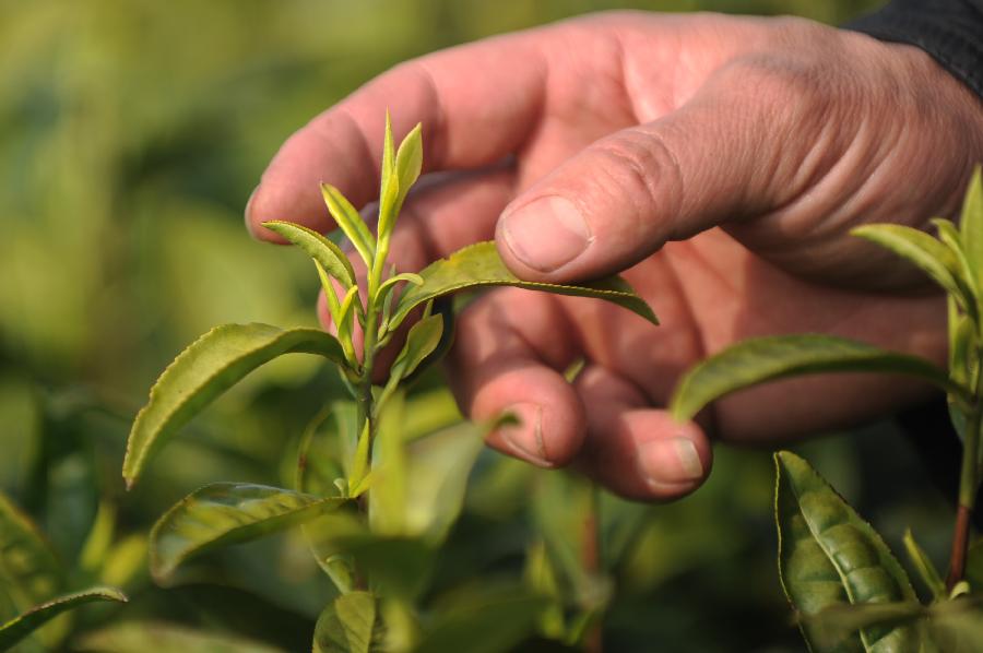 Farmers pick tea leaves at a plantation in Huzhou, east China's Zhejiang Province, March 21, 2013. Tea plantations in Huzhou have entered this year's harvest season of tea. (Xinhua/Huang Zongzhi) 