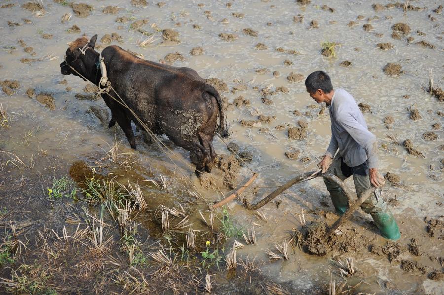 A farmer puts a farm buffalo to spring plow at Tonggu Village in Majiang County, southwest China's Guizhou Province, March 21, 2013. (Xinhua/Liu Xu) 