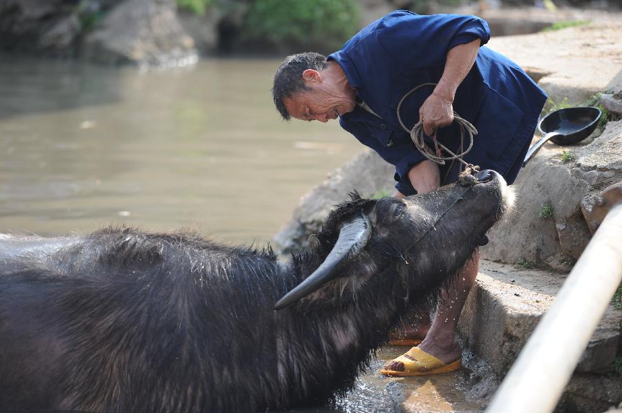 A farmer bathes his farm buffalo at Tonggu Village in Majiang County, southwest China's Guizhou Province, March 21, 2013. (Xinhua/Liu Xu) 