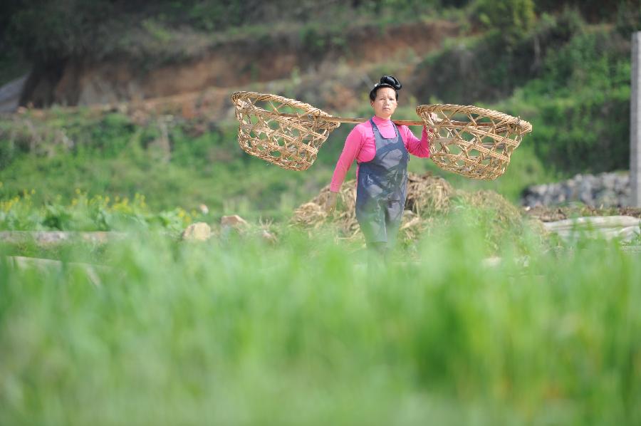 A farmer carrying bamboo baskets walks in a field at Tonggu Village in Majiang County, southwest China's Guizhou Province, March 21, 2013. (Xinhua/Liu Xu) 
