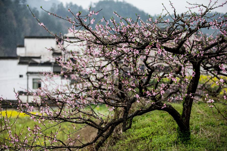 Peach blossoms are seen in front of ancient houses in Huangshan City, east China's Anhui Province, March 20, 2013. (Xinhua/Wang Wen)
