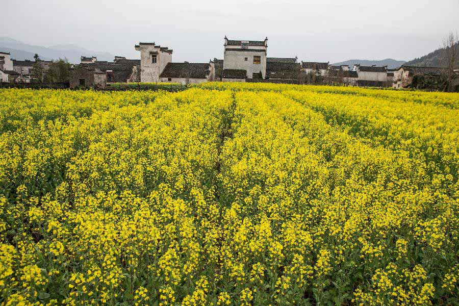 Rape flowers are seen in front of ancient houses in Huangshan City, east China's Anhui Province, March 20, 2013. (Xinhua/Wang Wen)