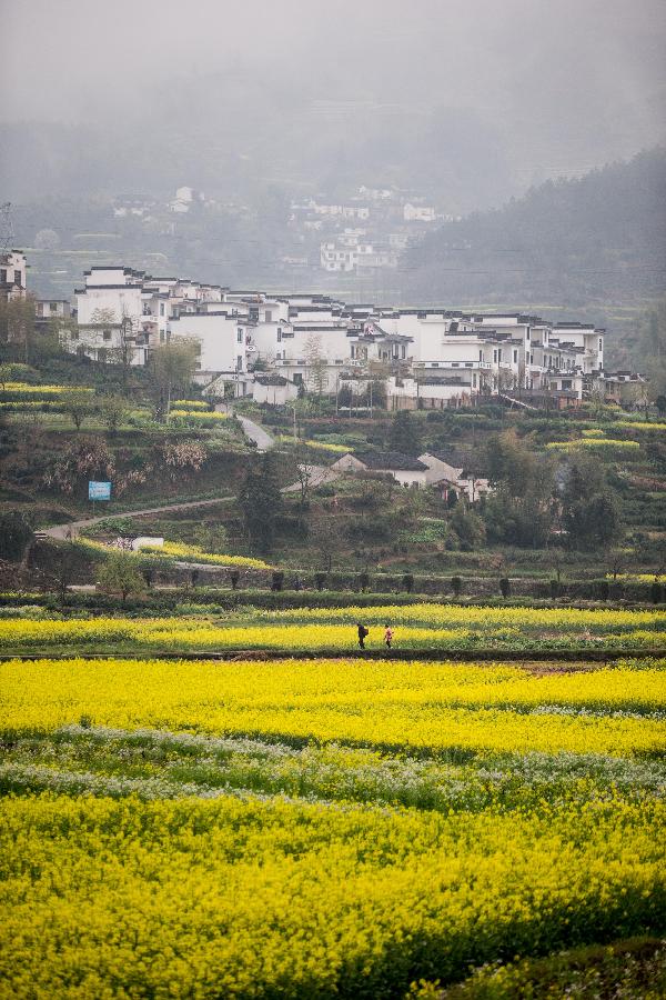 Rape flowers are seen in front of ancient houses in Huangshan City, east China's Anhui Province, March 19, 2013. (Xinhua/Wang Wen)