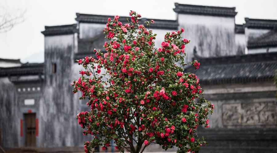 Flowers are seen in front of ancient houses in Huangshan City, east China's Anhui Province, March 19, 2013. (Xinhua/Wang Wen)