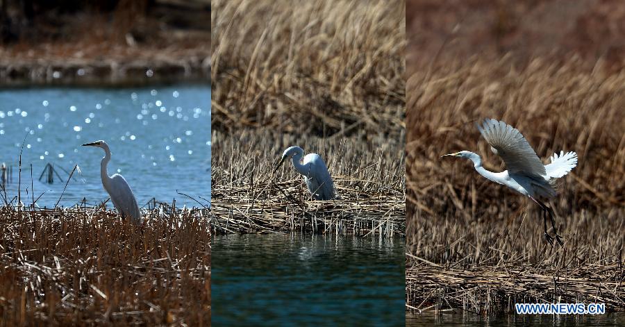 Combination photo taken on March 21, 2013 shows an egret on the wetland of the Yellow River in Guide County of the Hainan Tibet Autonomous Prefecture, northwest China's Qinghai Province. (Xinhua/Wang Bo)