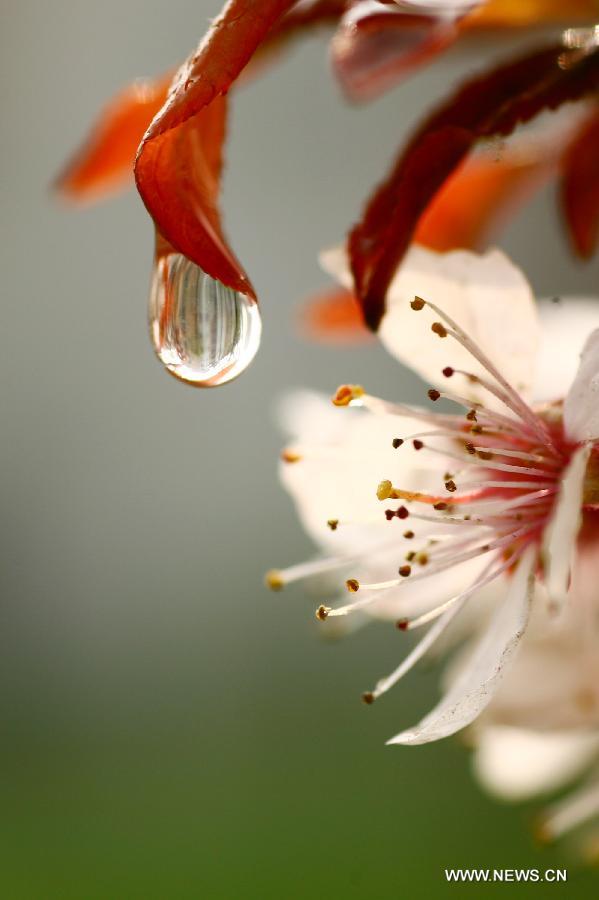 Photo taken on March 22, 2013 shows a drop of water hanging on a leaf of cherry flower in Nantong, east China's Jiangsu Province. (Xinhua/Cui Genyuan)