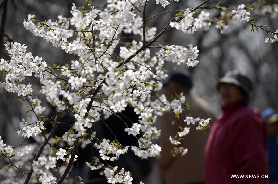 Visitors view cherry blossoms at the Yuyuantan Park in Beijing, capital of China, March 22, 2013. The 25th Yuyuantan Cherry Blossom Festival will kick off on Saturday. (Xinhua/Li Jundong)
