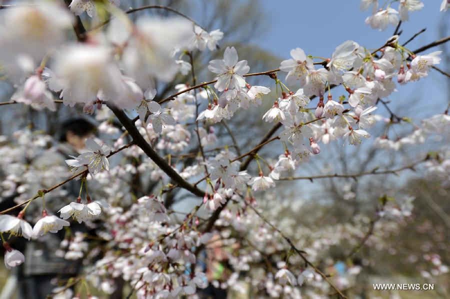 Photo taken on March 22, 2013 shows cherry blossoms at the Yuyuantan Park in Beijing, capital of China. The 25th Yuyuantan Cherry Blossom Festival will kick off on Saturday. (Xinhua/Li Jundong)