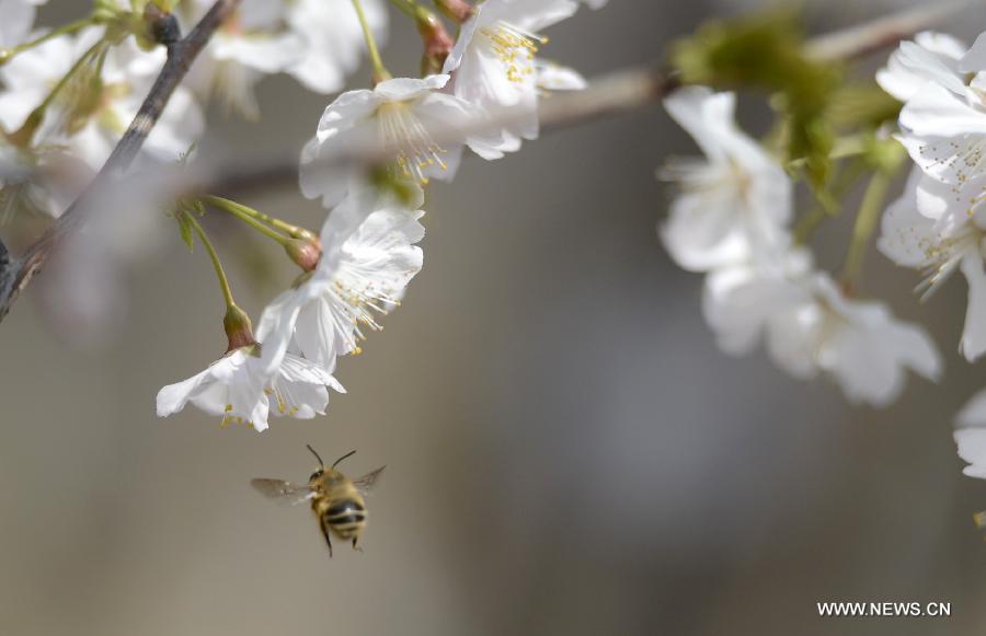 A bee gathers honey from a cherry blossom at the Yuyuantan Park in Beijing, capital of China, March 22, 2013. The 25th Yuyuantan Cherry Blossom Festival will kick off on Saturday. (Xinhua/Li Jundong)