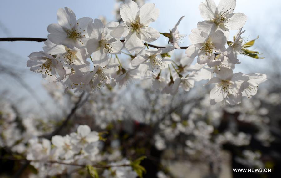 Photo taken on March 22, 2013 shows cherry blossoms at the Yuyuantan Park in Beijing, capital of China. The 25th Yuyuantan Cherry Blossom Festival will kick off on Saturday. (Xinhua/Li Jundong)