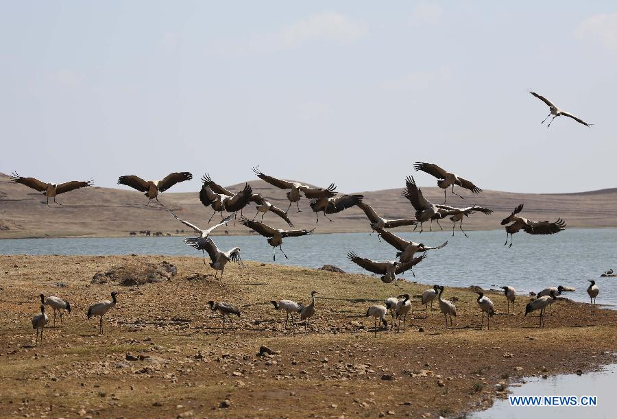 Black-necked cranes are seen at the Dashanbao Black-Necked Crane National Nature Reserve in Zhaotong, southwest China's Yunnan Province, March 22, 2013. Dashanbao Reserve is the biggest wintering habitat for black-necked cranes in China. (Xinhua/Liang Zhiqiang) 