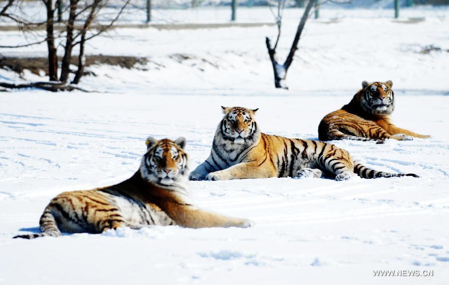 Siberian tigers rest in snow in the Siberian Tiger Park, world's largest Siberian tiger artificial breeding base, in Harbin, capital of northeast China's Heilongjiang Province, March 22, 2013. Siberian tigers, also known as Amur or Manchurian tigers, mainly live in east Russia, northeast China and northern part of the Korean Peninsula. (Xinhua/Wang Jianwei) 