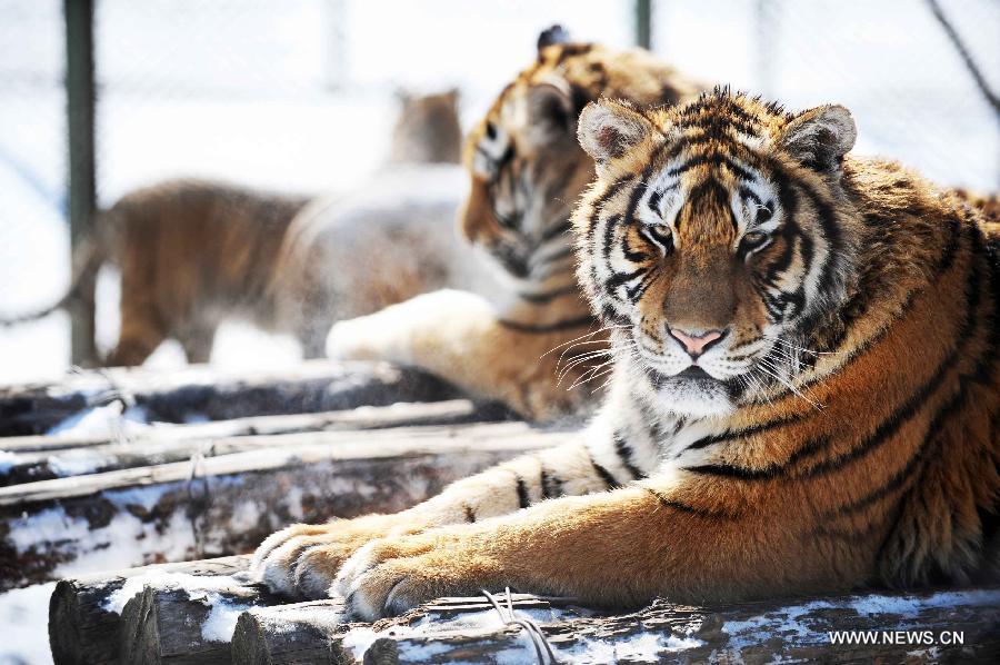 Siberian tigers rest in the Siberian Tiger Park, world's largest Siberian tiger artificial breeding base, in Harbin, capital of northeast China's Heilongjiang Province, March 22, 2013. Siberian tigers, also known as Amur or Manchurian tigers, mainly live in east Russia, northeast China and northern part of the Korean Peninsula. (Xinhua/Wang Jianwei) 