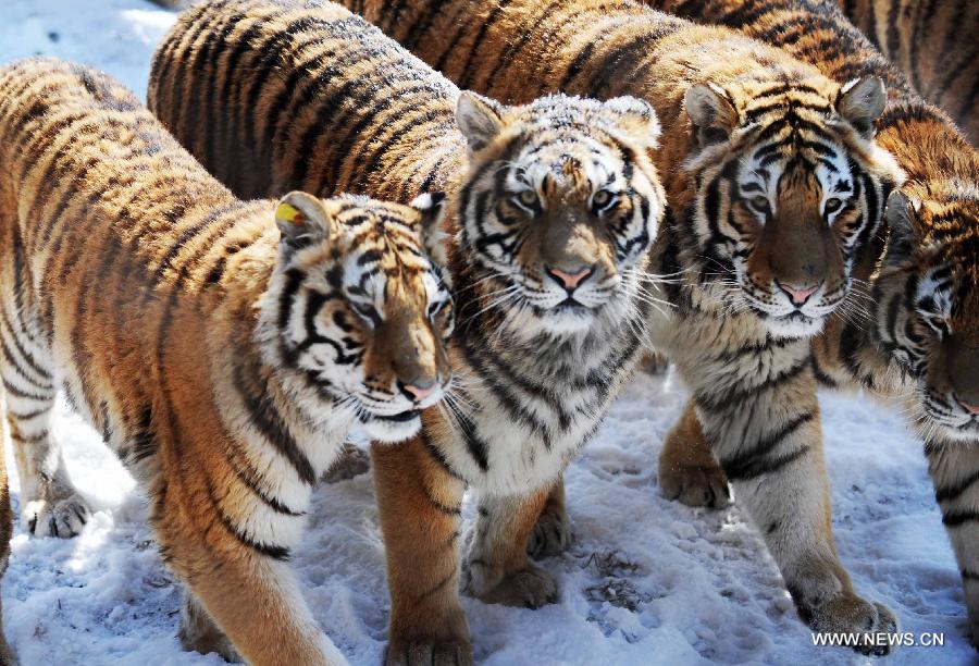 Siberian tigers walk in snow in the Siberian Tiger Park, world's largest Siberian tiger artificial breeding base, in Harbin, capital of northeast China's Heilongjiang Province, March 22, 2013. Siberian tigers, also known as Amur or Manchurian tigers, mainly live in east Russia, northeast China and northern part of the Korean Peninsula. (Xinhua/Wang Jianwei) 