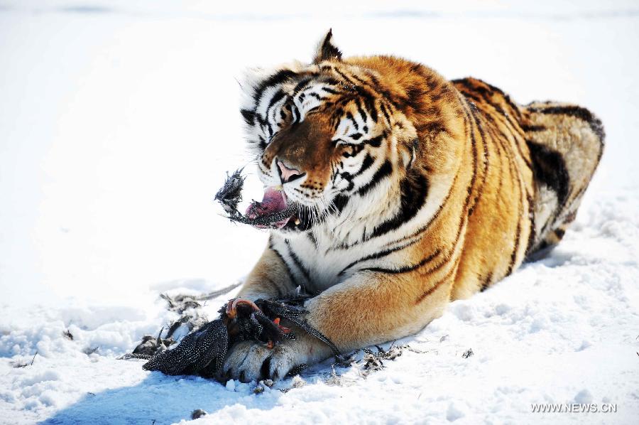 A Siberian tigers eats a pheasant in the Siberian Tiger Park, world's largest Siberian tiger artificial breeding base, in Harbin, capital of northeast China's Heilongjiang Province, March 22, 2013. Siberian tigers, also known as Amur or Manchurian tigers, mainly live in east Russia, northeast China and northern part of the Korean Peninsula. (Xinhua/Wang Jianwei) 