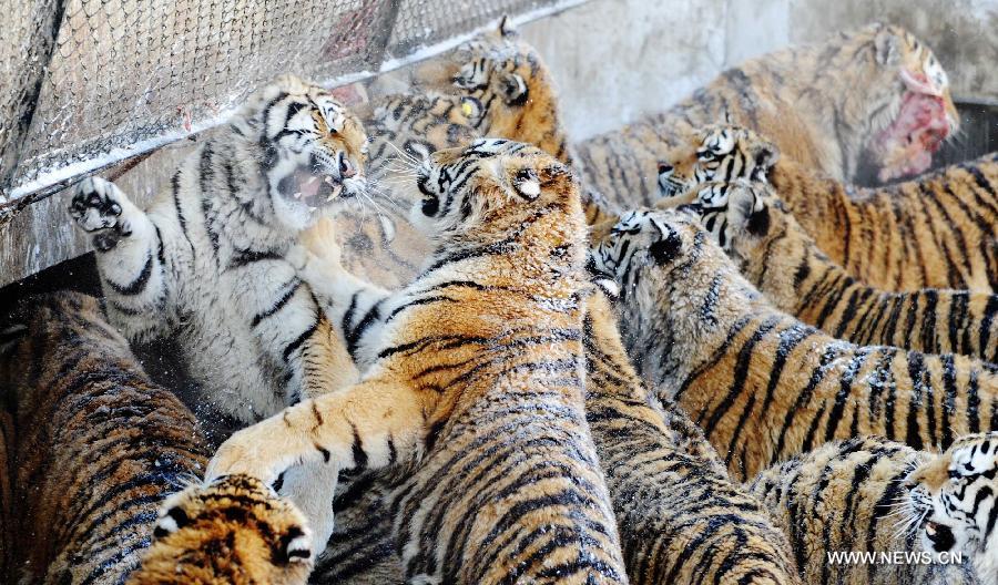 Siberian tigers wait for food in the Siberian Tiger Park, world's largest Siberian tiger artificial breeding base, in Harbin, capital of northeast China's Heilongjiang Province, March 22, 2013. Siberian tigers, also known as Amur or Manchurian tigers, mainly live in east Russia, northeast China and northern part of the Korean Peninsula. (Xinhua/Wang Jianwei) 