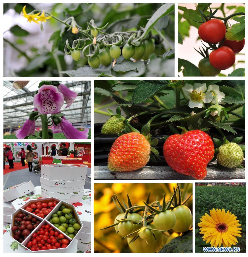 Combination photo taken on March 23, 2013 shows vegetables and fruits cultured with new technologies during the 1st Agriculture Carnival at the Strawberry Expo Park in Changping District, Beijing, capital of China, March 23, 2013. Opened Saturday, the carnival will continue till May 12, highlighting the latest agricultural science, technologies and creative agricultural projects. (Xinhua/Li Xin) 