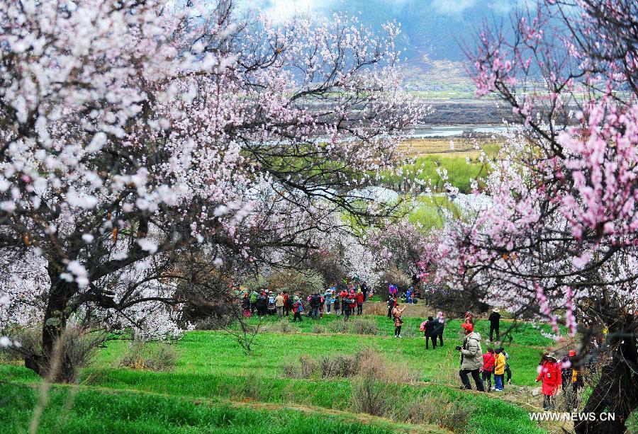 Visitors view peach flowers in Nyingchi, southwest China's Tibet Autonomous Region, March 23, 2013. The 11th Nyingchi Peach Flower Cultural Tourism Festival kicked off on Saturday, attracting numbers of tourists. (Xinhua/Wen Tao) 