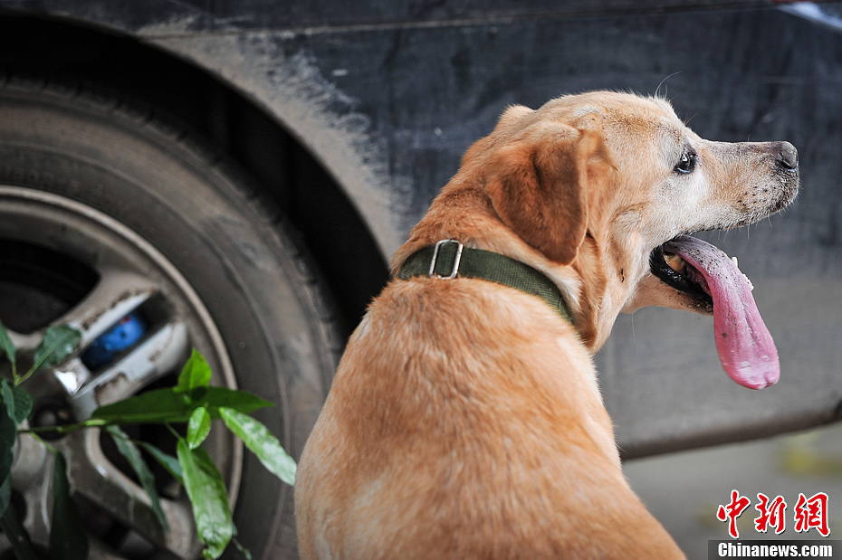 Labrador Retriever finds target hidden in the car wheels. (Spurce: chinanews.com/Hong Jianpeng)