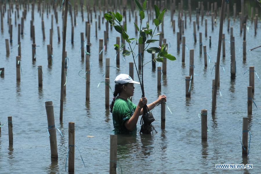 A woman plants mangrove trees to mark the World Water Day in the Natural Park Angke in Jakarta, Indonesia, March 23, 2013. The World Water Day falls on March 22. (Xinhua/Zulkarnain)