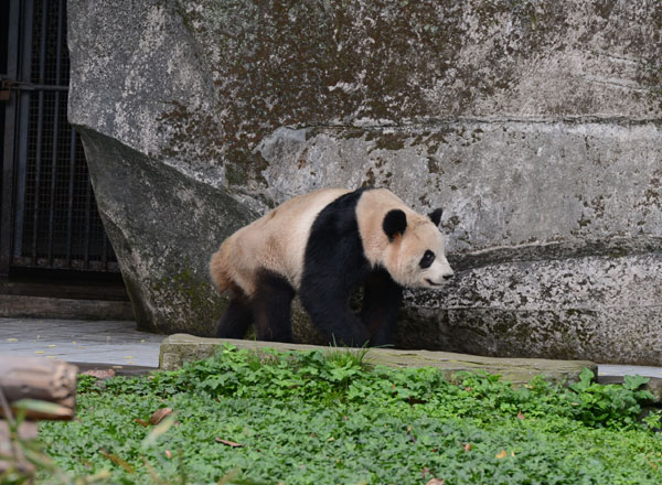 Ershun, one of a pair of pandas that will leave China for Canada on March 25 and stay for 10 years, walks in a zoo in Chongqing on March 25. They will be the first pair of pandas to visit Canada since the 1980s. (Photo/Xinhua)