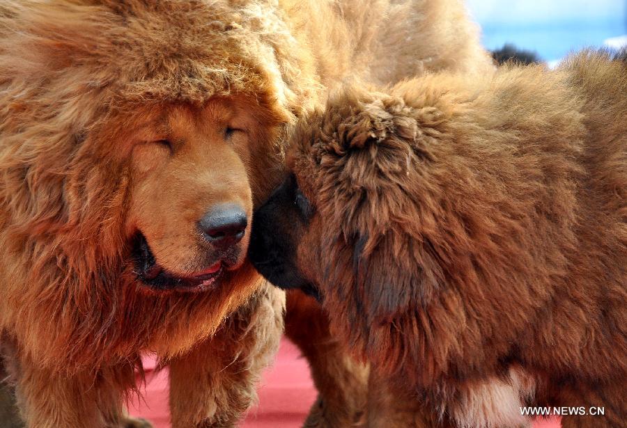 Two Tibetan mastiffs pose for photos at the 2nd Handan Tibetan mastiff exhibition in Handan, north China's Hebei Province, March 23, 2013. The exhibition, with nearly 400 Tibetan mastiffs attended, kicked off on Saturday. (Xinhua/Hao Qunying) 