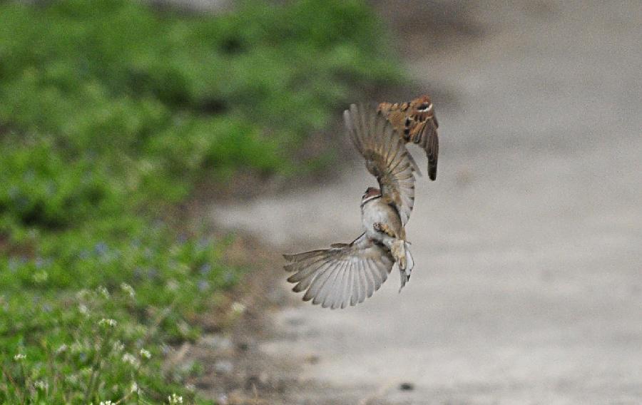 Two sparrows play in Xiangyang, central China's Hubei Province, March 23, 2013. (Xinhua/Hao Tongqian)