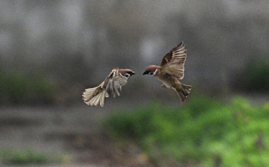 Two sparrows play in Xiangyang, central China's Hubei Province, March 23, 2013. (Xinhua/Hao Tongqian)