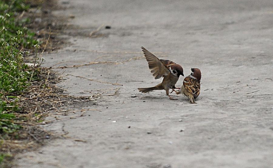 Two sparrows play in Xiangyang, central China's Hubei Province, March 23, 2013. (Xinhua/Li Xiaoguo)