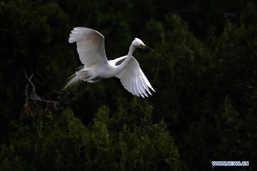 A white egret is seen at the wetland of Hongze Lake in Sihong County, east China's Jiangsu Province, March 24, 2013. (Xinhua/Xu Chenghong)