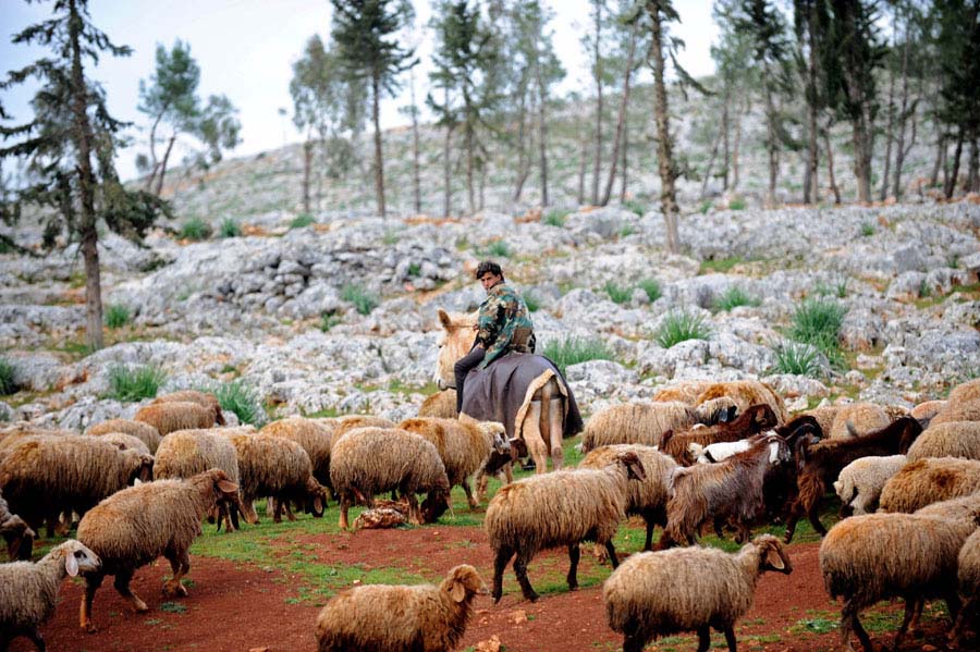 On March 19, a Syrian shepherd looks after his scattered flock next to the ruins of an ancient city of Idlib province. (Xinhua/AFP)