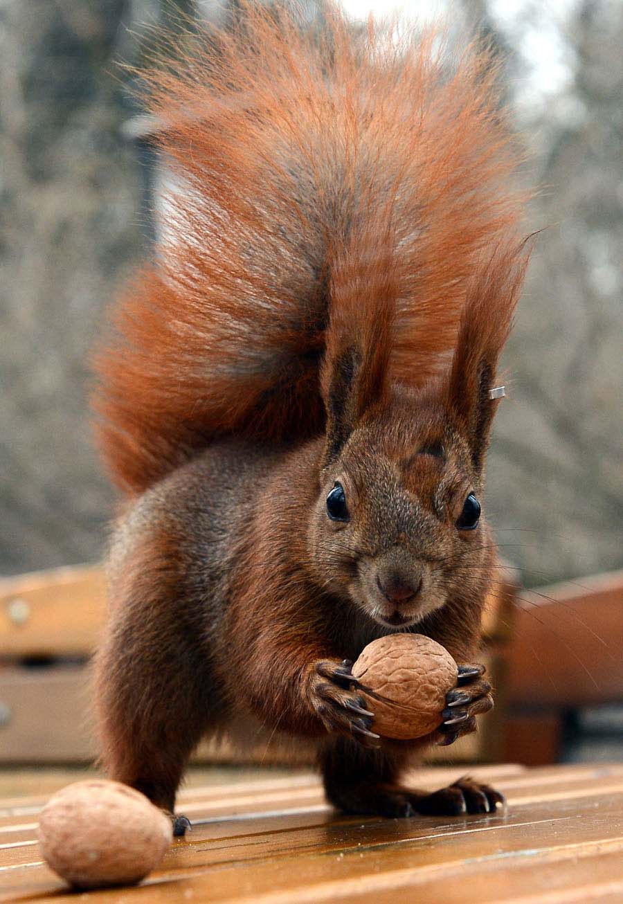 A squirrel looks at nuts on March 21, 2013 in Lazienki park in Warsaw. (Xinhua/AFP)