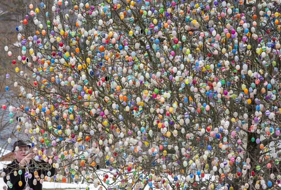 Volker Kraft decorates his apple tree with Easter eggs on March 18, 2013 in Saalfeld, Germany. Kraft decorates his tree with Easter eggs every year. (Xinhua/AFP)