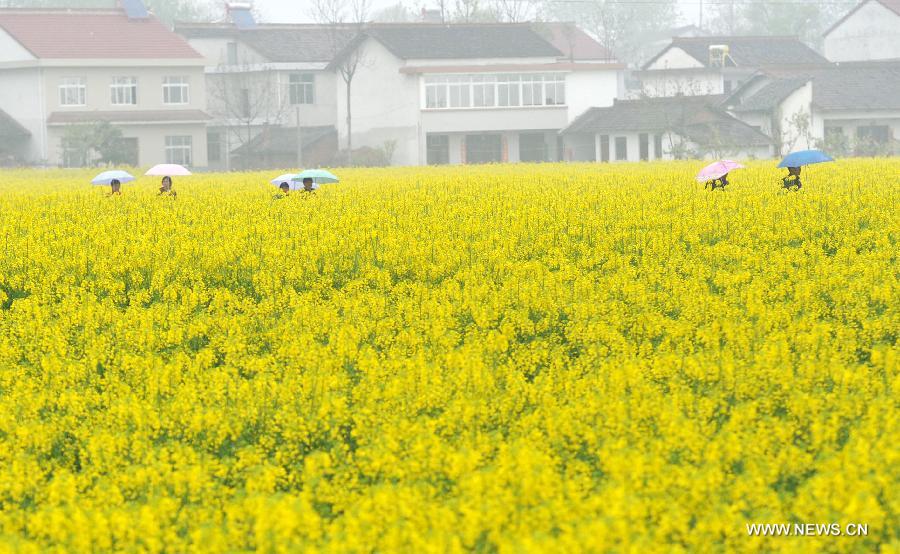 Tourists walk in a profusion of rape flowers in Hanzhong City, northwest China's Shaanxi Province, March 25, 2013. More than 70,000 hectares of rape flowers have been in full bloom recently. (Xinhua/Ding Haitao)