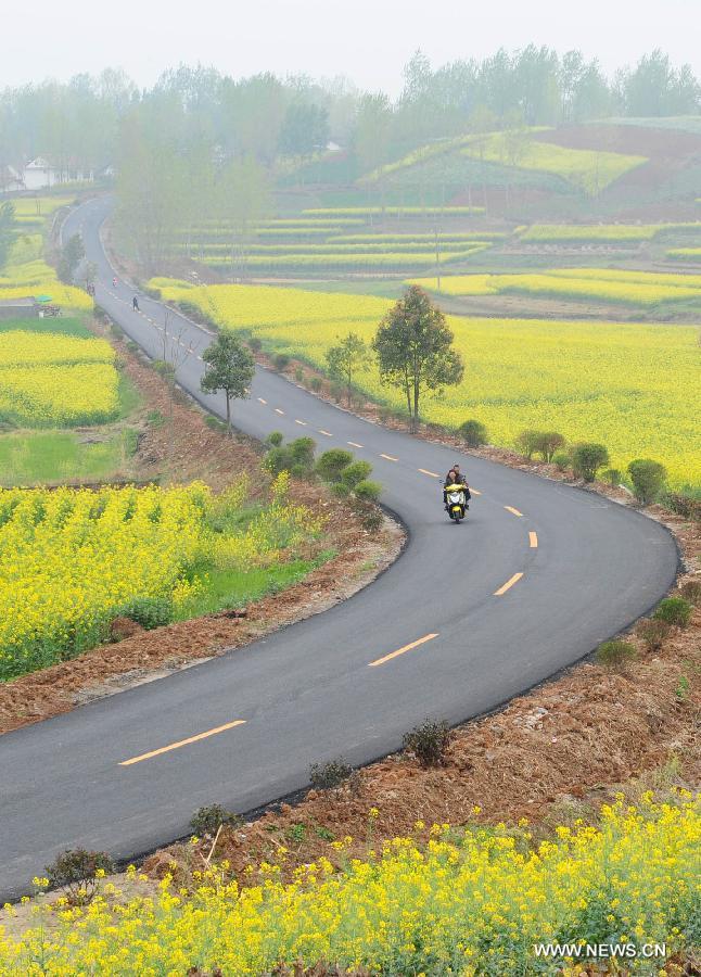 A motorcycle moves on a road through a profusion of rape flowers in Hanzhong City, northwest China's Shaanxi Province, March 25, 2013. More than 70,000 hectares of rape flowers have been in full bloom recently. (Xinhua/Ding Haitao)