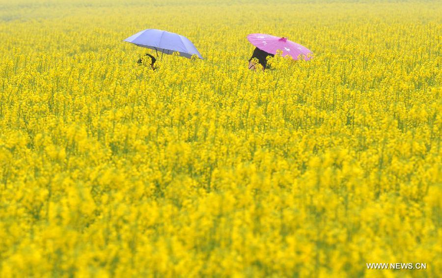 Tourists walk in a profusion of rape flowers in Hanzhong City, northwest China's Shaanxi Province, March 25, 2013. More than 70,000 hectares of rape flowers have been in full bloom recently. (Xinhua/Ding Haitao)