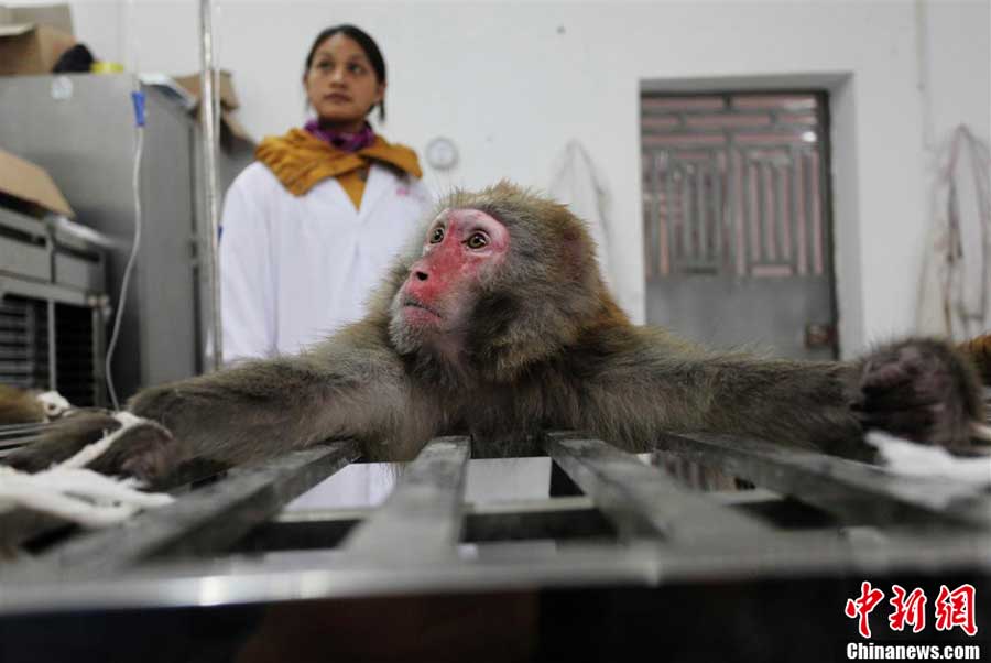 The monkeys have learned to see how much liquid is left in the bottle when taking intravenous injection. 