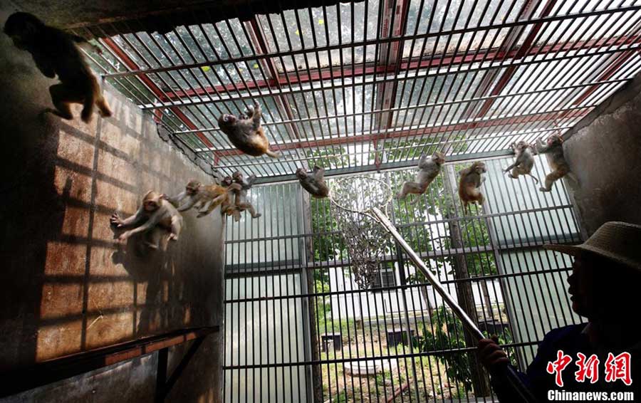 Monkeys in a breeding center in Hubei province. 