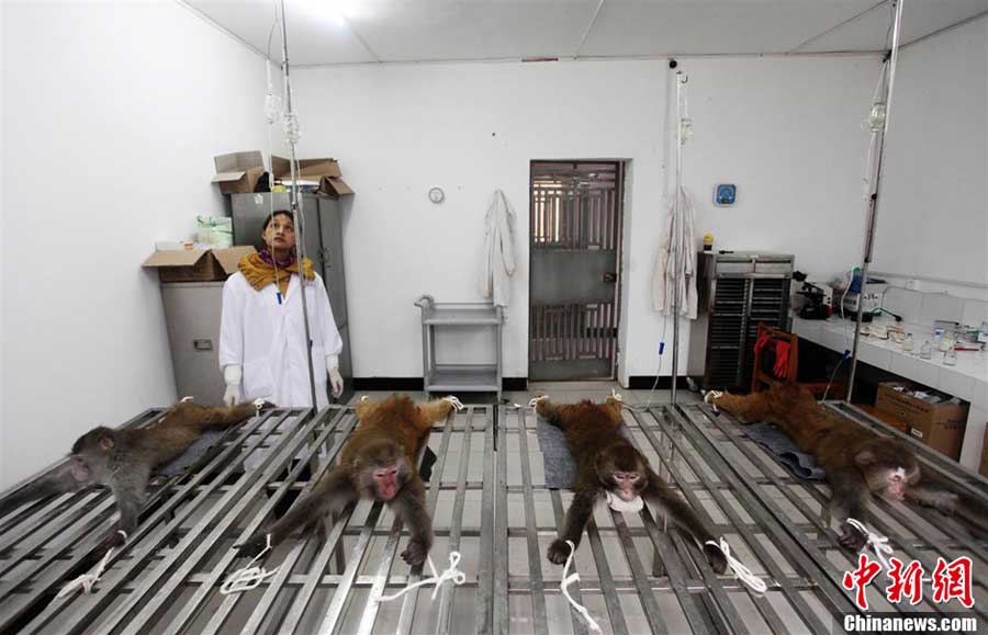 Monkeys accept test in a laboratory. 