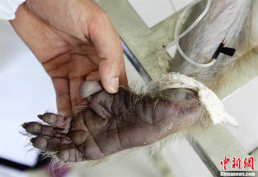A monkey receives test in a medical laboratory.