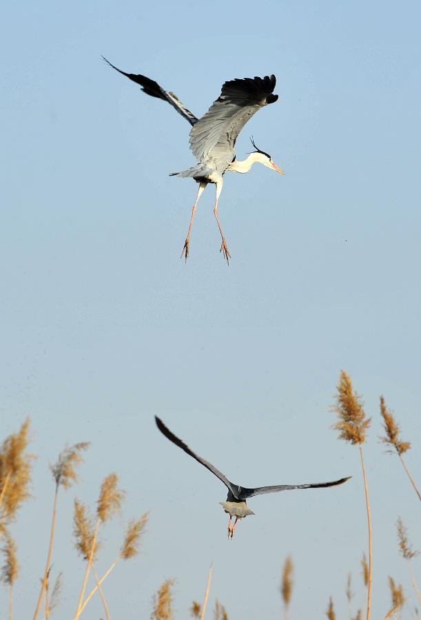 Herons fly in the Shahu lake scenic area in northwest China's Ningxia Hui Autonomous Region, March 26, 2013. As the weather turned warm, a large number of migratory birds recently flied to the Shahu Lake area in Ningxia, including egrets, wild geese and swans, among others. (Xinhua/Peng Zhaozhi) 