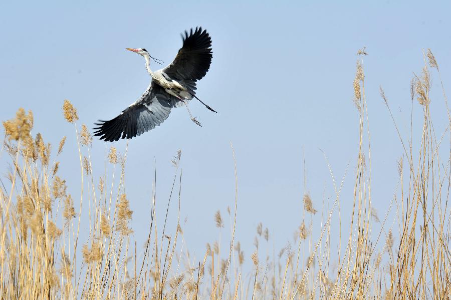 A heron flies in the Shahu lake scenic area in northwest China's Ningxia Hui Autonomous Region, March 26, 2013. As the weather turned warm, a large number of migratory birds recently flied to the Shahu Lake area in Ningxia, including egrets, wild geese and swans, among others. (Xinhua/Peng Zhaozhi) 