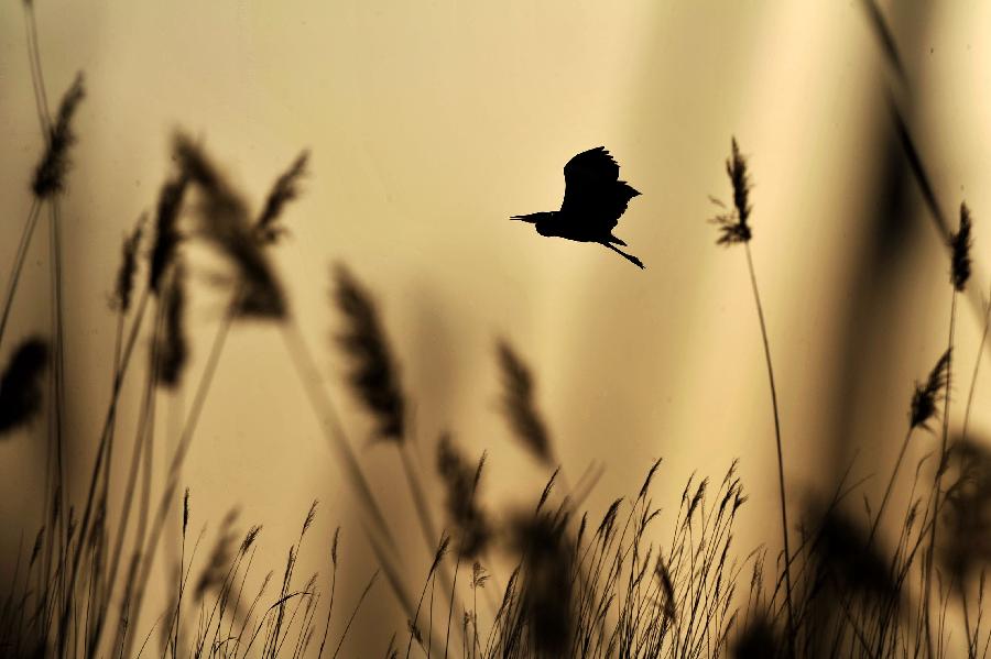 An egret flies in the Shahu lake scenic area in northwest China's Ningxia Hui Autonomous Region, March 26, 2013. As the weather turned warm, a large number of migratory birds recently flied to the Shahu Lake area in Ningxia, including egrets, wild geese and swans, among others. (Xinhua/Peng Zhaozhi) 