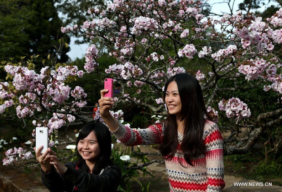 Tourists take photos of cherry blossoms in the Alishan Scenic Area in Chiayi, southeast China's Taiwan, March 26, 2013. (Xinhua/Xie Xiudong) 